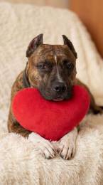 Питбуль Мунна ищет дом!