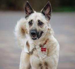 Чудесная девочка Рада ищет любящих хозяев