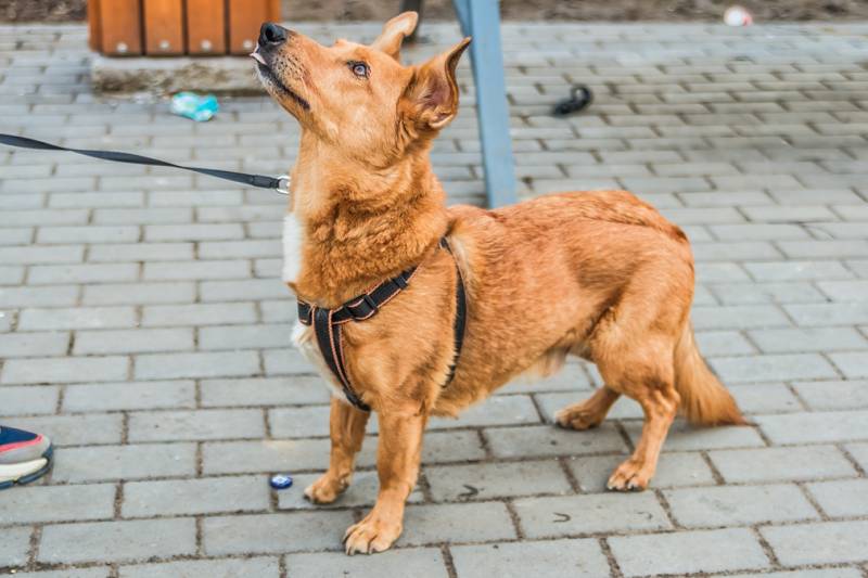 Красивый маленький воспитанный пёсик