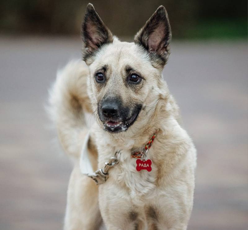 Чудесная девочка ищет любящих хозяев