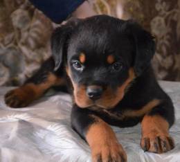 Щенки ротвейлера