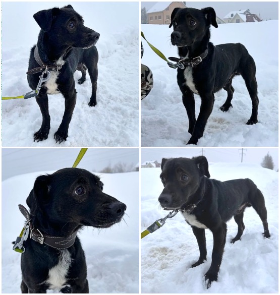 пёс ТИШКА даром