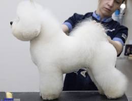 Вязка бишон-фризе