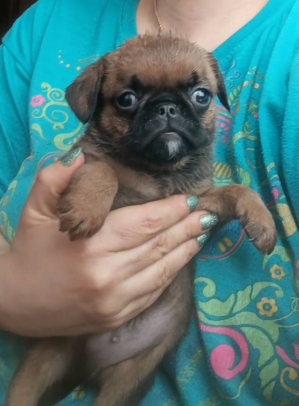 Мальчик пти-брабансон доставка по Москве