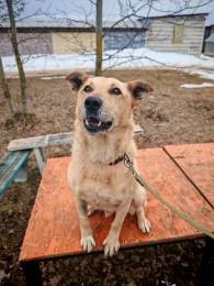 Срочно ищет дом добрый Лапус, заберите его из приюта!