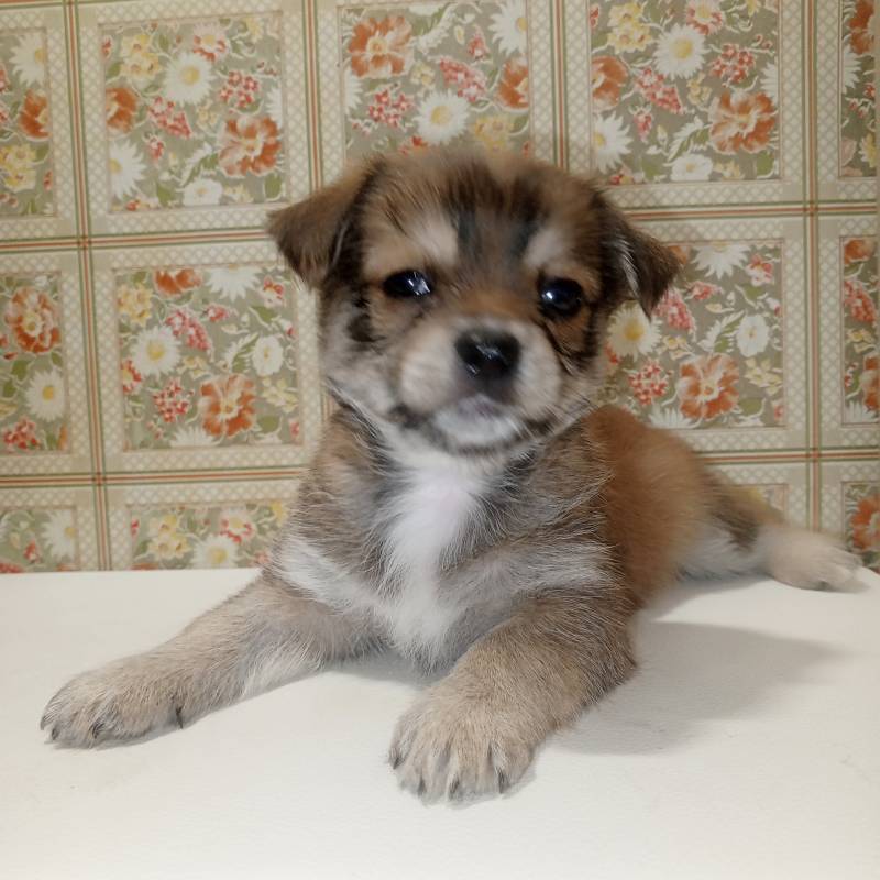 Щенки чихуахуа