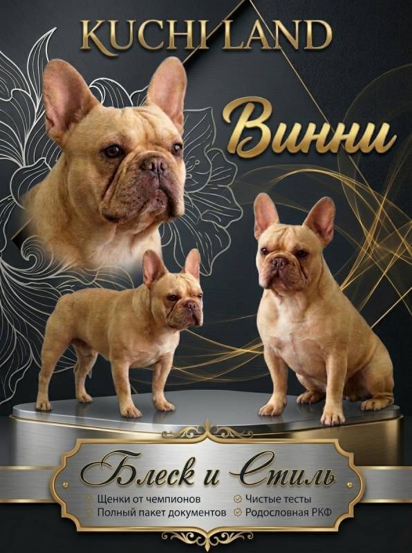Французский бульдог щенок