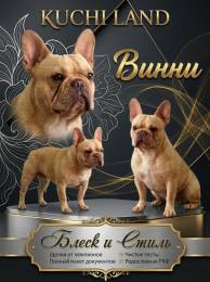 Французский бульдог щенок