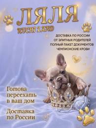 Щенок французского бульдога ищет дом