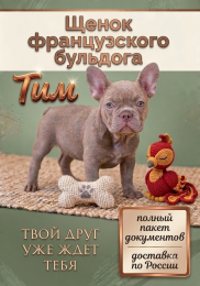 Щенок французского бульдога