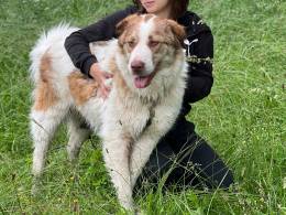 Прекрасная Эльза из сгоревшего приюта в Вышнем Волочке ищет дом. 